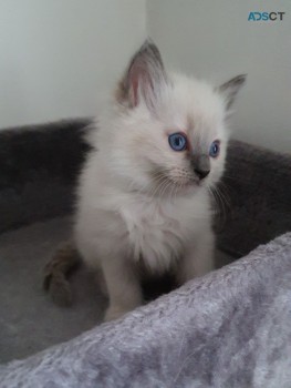 Ragdoll kittens for sale 