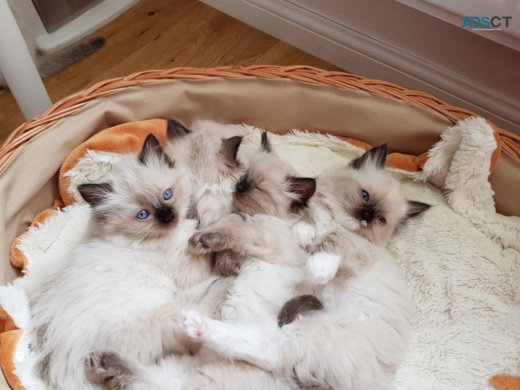 Ragdoll Kittens