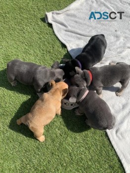 French Bulldog Puppies for sale