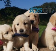 Golden Retriever puppies for sale.