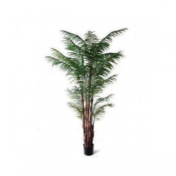 Areca Palm On Raphis Trunk 2.1m