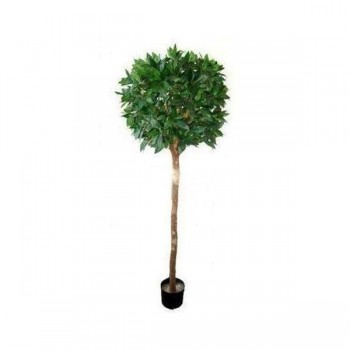Bayleaf Ficus Single Ball Topiary 1.5m
