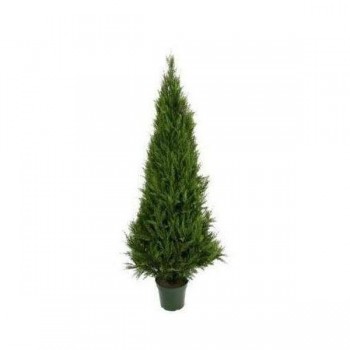 Cypress Pine Tree 1.8m UV Resistant