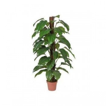 Money Plant (Aureus) - 155cm