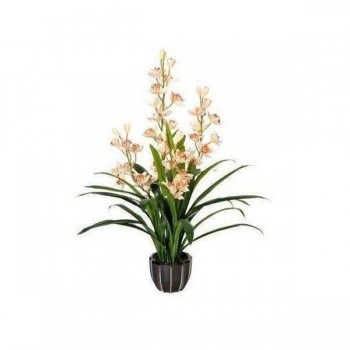 Orchid (Cymbidium) 115cm