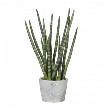Snaketail Plant In Cement Pot Red/Green