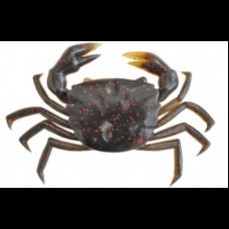 Strike Pro Enticer Crab Black Crab UV