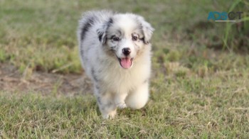 Australian Shepherd puppies for sale