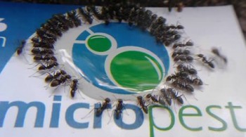 Pest Control Sydney - Micropest