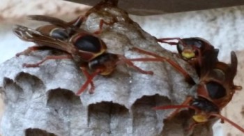 Pest Control Sydney - Micropest