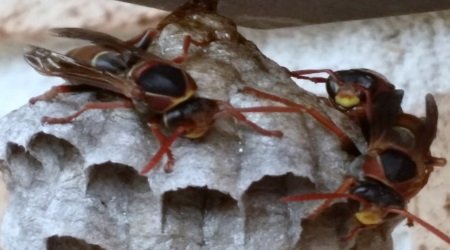 Pest Control Sydney - Micropest