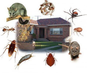 South Sydney Pest Control