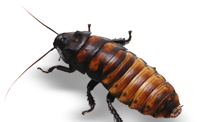 Termite & pest control Sydney Services