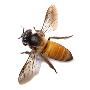 Bees pest control | Bees Pest Control melbourne | Bees Removal melbourne