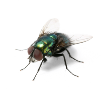 proven pest control - spider control Service