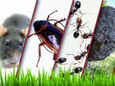 city of sydney - local pest control Service