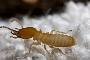 Masters pest control Sydney - cockroach pest control