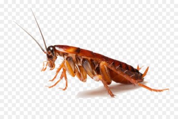 Amalgamated pest control - cockroach pest control Service