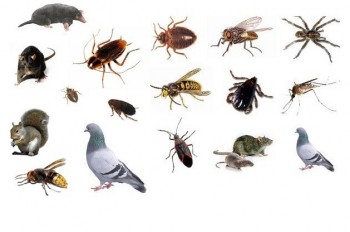 Wilson's Pest control - home insect control