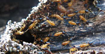 Expert Pest Control - best termite treatment