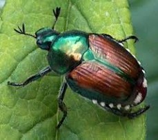 Sentinel pest control pty limited - professional pest control
