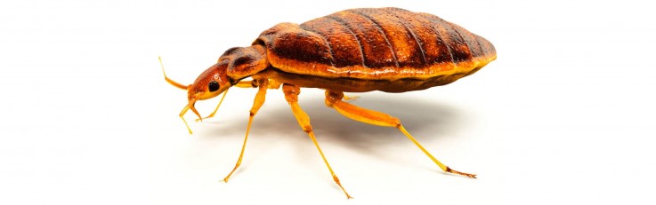 Ray's pest control - outdoor pest control Service