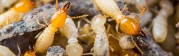 Forensic Pest management services - pest control