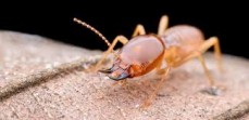 Pestige solutions - termite control Service
