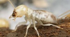 Cudo - termite treatment
