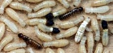 Termite inspection Treatments & Pest management