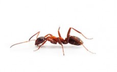 Pest ex - bed bug treatment Service