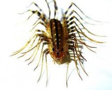 Conquest pest & termite control - bug control Service