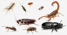 Brisbane termite and pest control - cockroach control