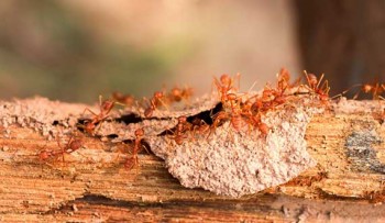 Hitman professional pest control - cockroach control Treatment