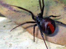 Sherry's termite and pest control - spider control