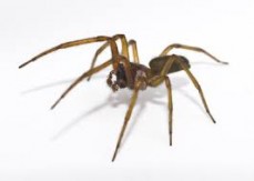 MR termite pest control - spider control Service