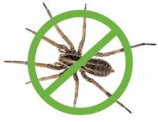 Conquer termites pest management - spider control treatment