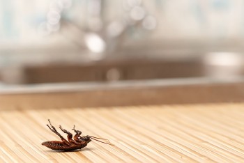 Prestige pest control - local pest control