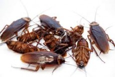 Perth pest control - commercial pest control