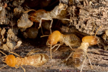 Allpest - commercial pest control Service