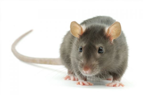 Termico Pest management services- home insect control