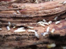 Anti pesto pest control - best termite treatment