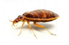 Champion pest control - best termite Service