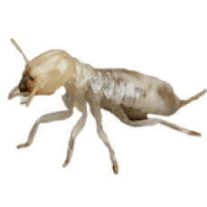 All-U-Need pest control - professional pest control Company