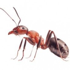 The White ant man - outdoor pest control Service