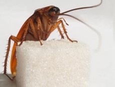 Pest inspection perth  pest control Service