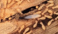 Stewarts pest control - termite control