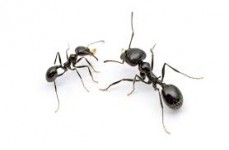 Martin Pest Control, LLC  - cockroach pest control