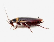 Florida ACM, LLC cockroach pest control