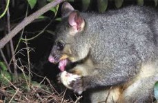 A Medley of Bugs Pest Control 